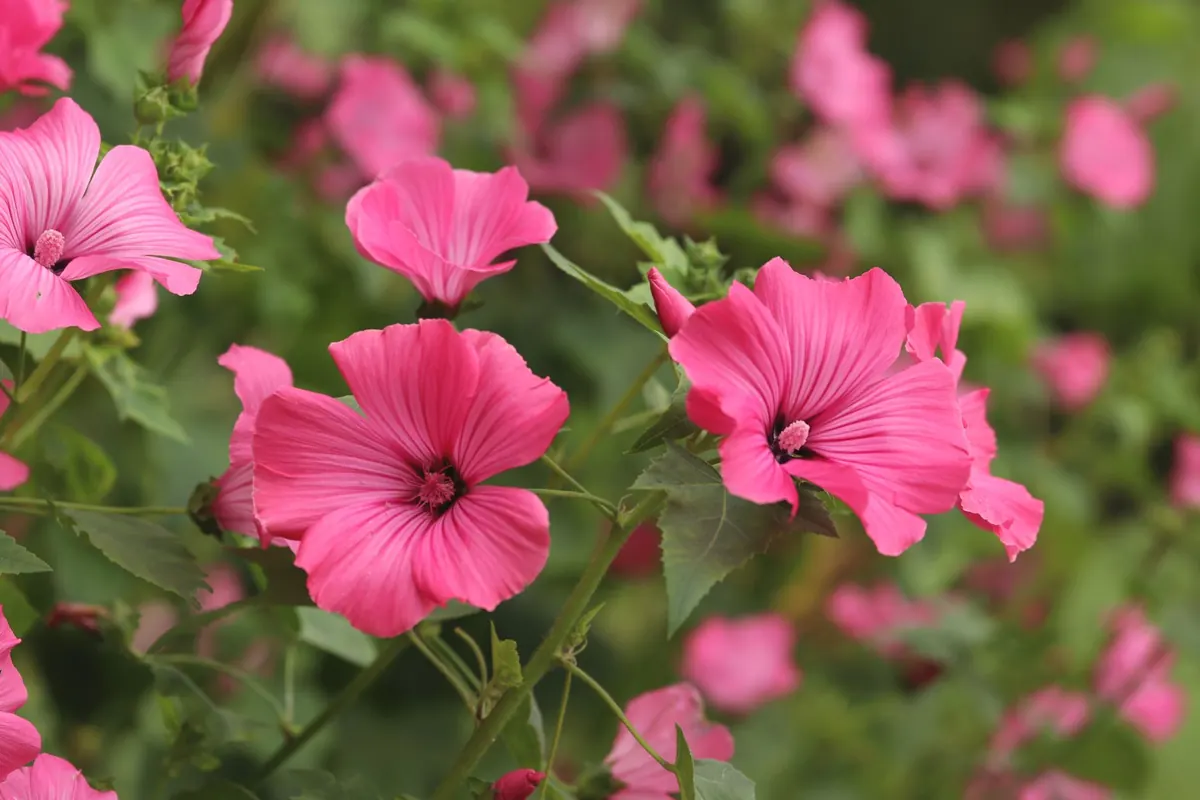 Cottage Garden Beginner's Guide: 15 Easy-Care Perennials for Nonstop Blooms